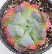 Ешеверия (Echeveria pagoda)