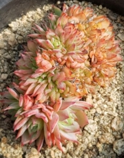 Ешеверия (Echeveria Pansy crested)