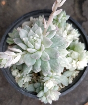 Ешеверия (Echeveria prolifica variegata)
