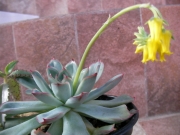 Ешеверия (Echeveria pulidonis)