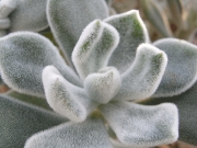 Ешеверия пулвината (Echeveria pulvinata Frosty)