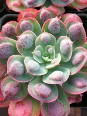 Ешеверия (Echeveria Raindrops)