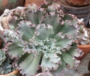 Ешеверия (Echeveria Ruffles A shaviana cultivar)