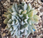 Ешеверия (Echeveria runyonii cv. Topsy Turvy crest)