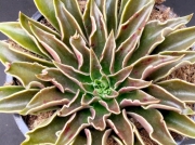 Ешеверия (Echeveria Sabre Wolf)