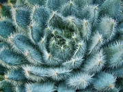 Ешеверия (Echeveria setosa ssp. setosa, Echeveria setosa var. ciliata, echeveria rondelii)