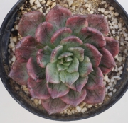 Ешеверия (Echeveria silverprinces)