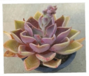 Ешеверия (Echeveria sp)