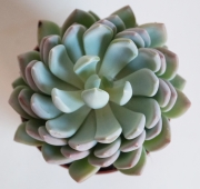 Ешеверия (Echeveria sp)