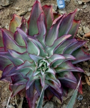 Ешеверия (Echeveria subrigida)