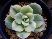 Ешеверия (Echeveria Variegated Nicksana)