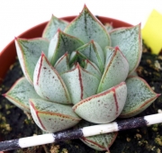 Ешеверия (Echeveria white purpusorum)