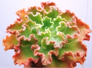 Ешеверия (Echeveria x Alma Wilson)