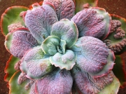 Ешеверия (Echeveria x Barbillion)