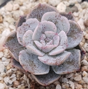 Ешеверия (Echeveria 닥터버터필드금)