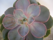 Ешеверия (Echeveria Perle von Nurnberg)