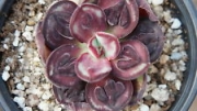 Ешеверия Маруба Бенитсукаса (Echeveria Maruba Benitsukasa)