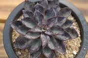Ешеверия Регал (Echeveria Regal)