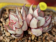 Ешеверия стриктифлора (Echeveria strictiflora v nova 스트릭트플로라2두)