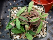 Еуфорбия, декарова млечка (Euphorbia decaryi)