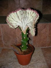 Еуфорбия присадка (Euphorbia)