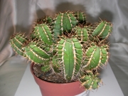 Еуфорбия (Euphorbia echinus)