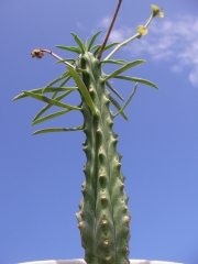 Еуфорбия (Euphorbia)