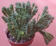 Еуфорбия (Euphorbia)