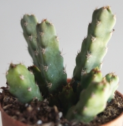 Еуфорбия (Euphorbia debilispina)