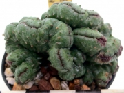 Еуфорбия (Euphorbia horrida cristata)