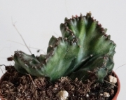 Еуфорбия (Euphorbia lactea cristata)