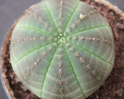 Еуфорбия (Euphorbia obesa)