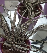Еуфорбия (Euphorbia Platyclada)