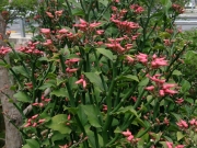 Еуфорбия (Euphorbia tithymaloides)