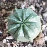 Еуфорбия мелоформис (Euphorbia meloformis)