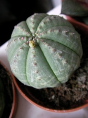 Еуфорбия обеса (Euphorbia obesa)