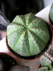 Еуфорбия обеса (Euphorbia obesa)