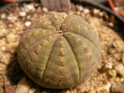 Еуфорбия обеса (Euphorbia obesa)