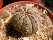 Еуфорбия обеса (Euphorbia obesa)