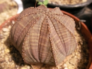 Еуфорбия обеса (Euphorbia obesa)