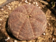 Еуфорбия обеса (Euphorbia obesa)