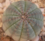 Еуфорбия обеса (Euphorbia obesa)