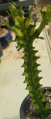 Еуфорбия вариегата (Euphorbia variegata, 선인장금)