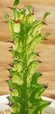 Еуфорбия (EUPHORBIA trigona variegata, 청하각금)