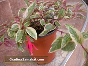 Пъстролистна обичка (Fuchsia magellanica Variegata)