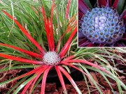 Фасикулария, бромелия (Fascicularia bicolor, bromelia)