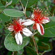 Фейхуа (Feijoa sellowiana)