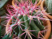 Ферокактус (Ferocactus)