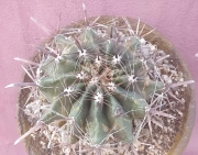 Ферокактус (Ferocactus)