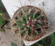 Ферокактус (Ferocactus hamatacanthus v. sinuatus)
